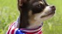 Celebrating The 4th of July With Your Pets: Firework Safety