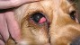 Cherry Eye in Dogs