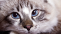 Chronic valvular heart disease in cats