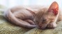 City and Country Cats: Preparing Your Cat for a New Environment