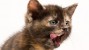 Cleft Lip and Palate in Kittens