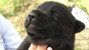 Cleft Lip and Palate in Puppies