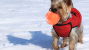 Cold Weather Pet Tips