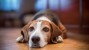 Sad Dog on Wood Floor