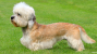 The Dandie Dinmont Terrier