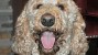 Blastomycosis in Dogs