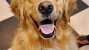 Cryptococcosis in Dogs
