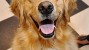 Cryptococcosis in Dogs