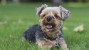 Kneecap Dislocation Surgery in Dogs