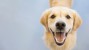 keep your dog's smile as healthy as this Golden Retriever