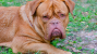 Dogue de Bordeaux