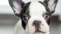 Dr. Ernie's Top Reasons to Visit the Vet With Your New Puppy