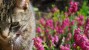 cat in a field of flowers