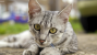 Egyptian Mau