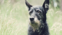 senior dog nearing end-of-life