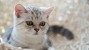 Cat on White bed