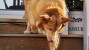 hip dysplasia treatment dogs