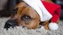 Holiday Pet Dangers: How to Keep Your Pet Safe This Year