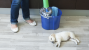 Household Cleaning Products and Your Pet: What You Should Know About