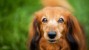 Hyperparathyroidism: How this Tumor Increased One Dachshund's Thirst