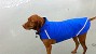 hypothermia and your pet