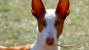 The Ibizan Hound