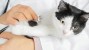The Importance of Annual Veterinary Visits and Preventive Screenings for Your Pet