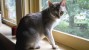 Shy cat on window sill 