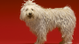 The Komondor