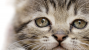 Lead Poisoning in Dogs and Cats