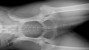 Legg-Calve-Perthes Disease in Dogs