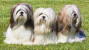 Lhasa Apso