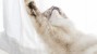 Living With a Jumpy Cat