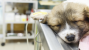 Minimally Invasive Surgery for Dogs and Cats