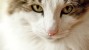 Mitral Insufficiency: A Leading Cause of Heart Failure in Cats