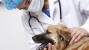 New Veterinary Quarantine Guidelines for Pets Potentially Exposed to Ebola Virus
