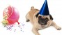 New Year's Don'ts For Your Pet