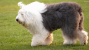 Old English Sheepdog