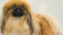 Pekingese