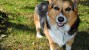 Pembroke Welsh corgi