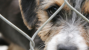 Pet Stores, Puppy Mills and Responsible Dog Adoption