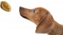 Dog about to eat peanut butter