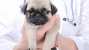 5 Things Veterinarians Can Learn from Dog Poop