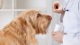 Vet giving a dog a pill