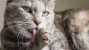 Freak Accident: Can a Cat Live Without a Tongue?