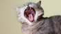 Dr. Ernie's Top 10 Cat Dental Questions