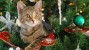 Help! How do I Keep My Cat Out of the Christmas Tree?