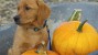 Dog with pumpkins in a wheelbarrow