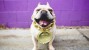 Ten Common Dog Insurance Myths