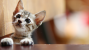 Exercising With Your Kitten